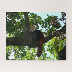 Panda vermelha numa quebra-cabeça de serra de árvo