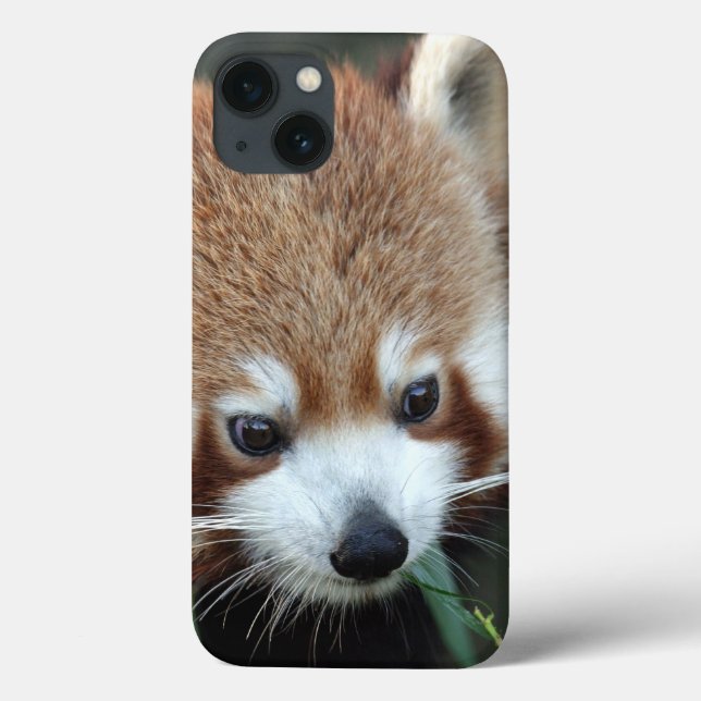 Panda-vermelho, Taronga Zoo, Sydney, Austrália (Verso)