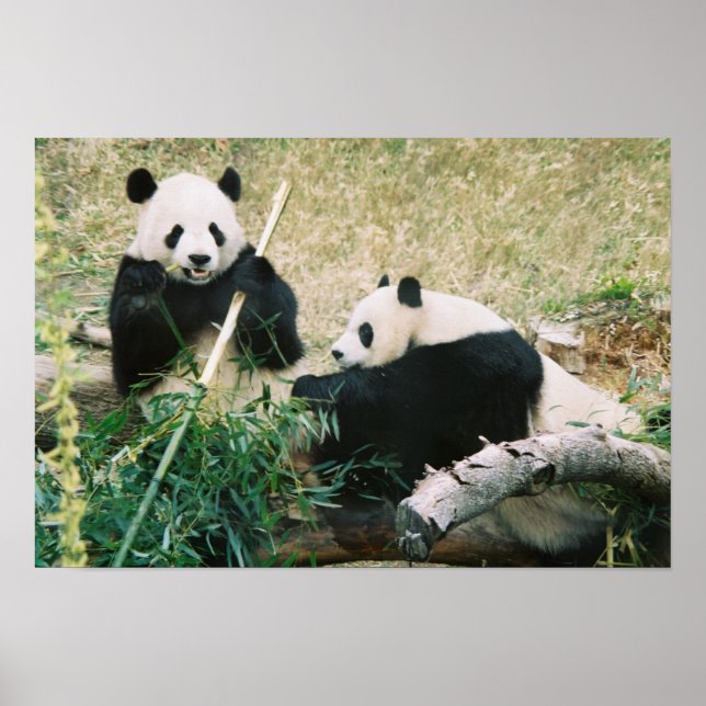 Pandas (3) Poster (Frente)