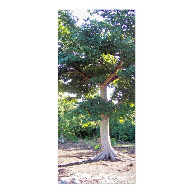 Panfleto Árvore de placas de rack Wisdom (Frente)