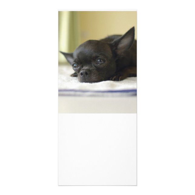 Panfleto chihuahua preto (Frente)