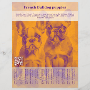 Panfleto de Filhote de Bulldog Francês 