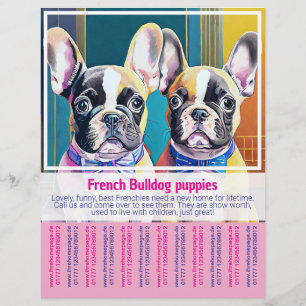Panfleto de Filhote de Bulldog Francês