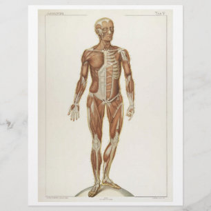 Panfleto de Músculos Anteriores