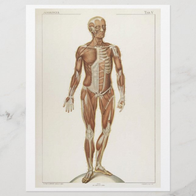 Panfleto de Músculos Anteriores (Frente)