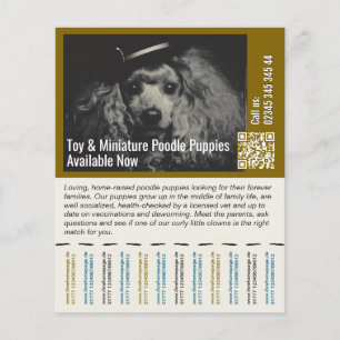 Panfleto de Poodle