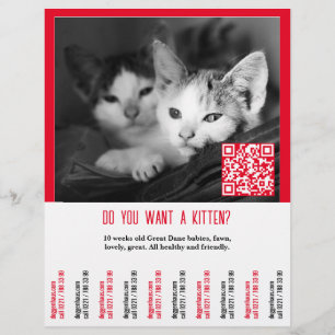 Panfleto de Venda de Gatinhos