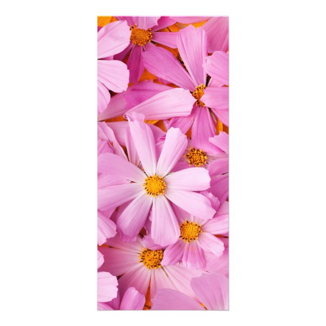 Panfleto Flores Cor-de-Rosa (Frente)