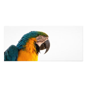 Panfleto Foto de Papagaio Arara