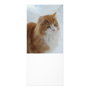 Panfleto Gato_da_Floresta_Norueguesa