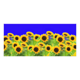 Panfleto Girassóis - Bandeira Ucraniana Liberdade de Paz U