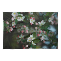 Árvore de maçã em flor, primavera temperamental