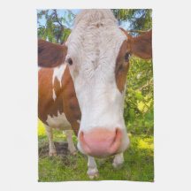 Foto de Retrato de Fazenda de Vaca