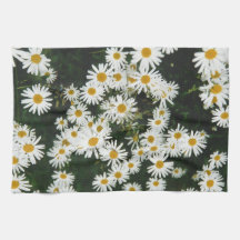 Margarida Branca de Oxeye, Moon Daisy Meadow