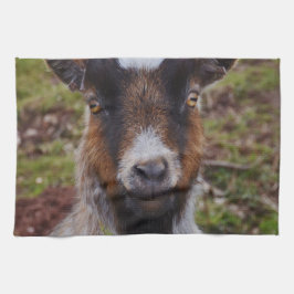 Panos De Prato Ascendente próximo da cabra