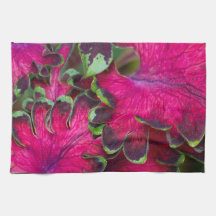 Coleus Macro