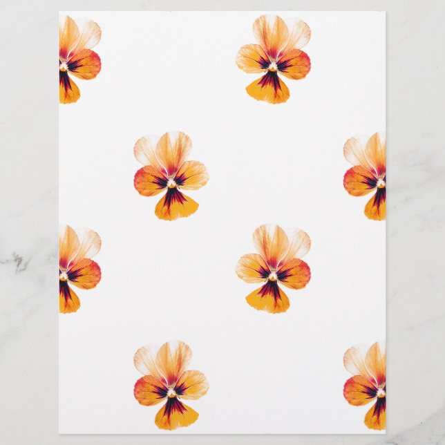 pansias laranja (Frente)