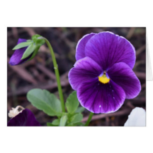 Pansies, cartão