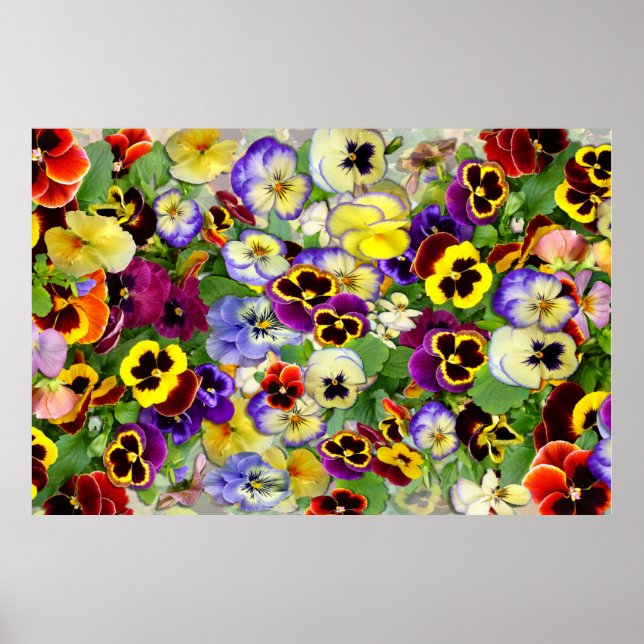 Pansies ~ Poster (Frente)
