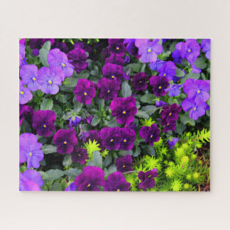 Pansies Roxos Quebra-cabeça