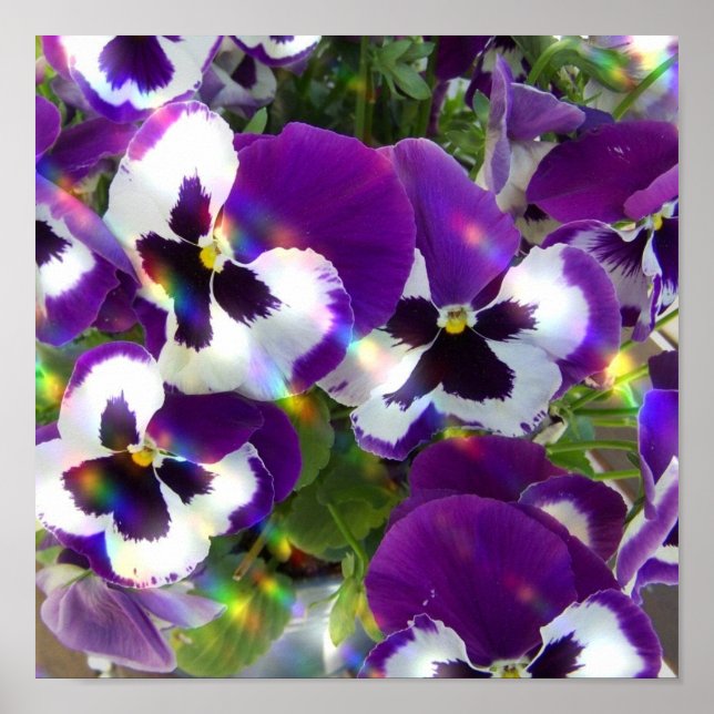Pansy Impressão (Frente)