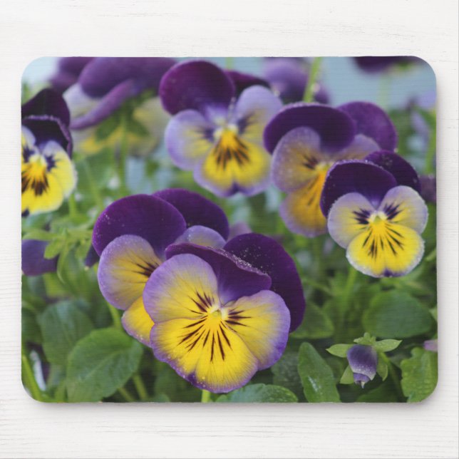 Pansy mousepad (Frente)
