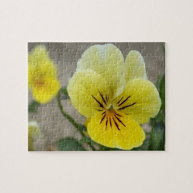 Pansy Quebra-cabeça (Horizontal)