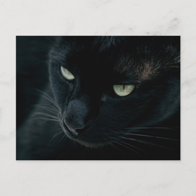 Pantera preta - Cartão postal (Frente)