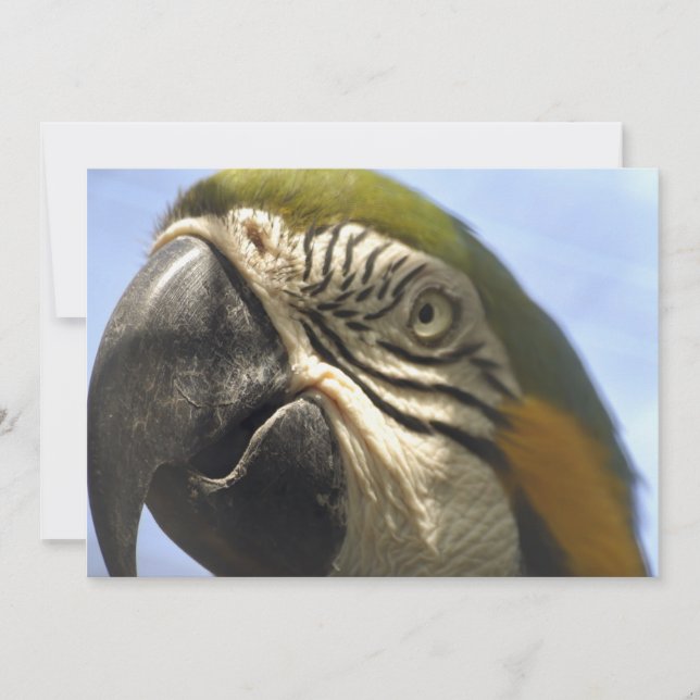 Papagaio (Frente)