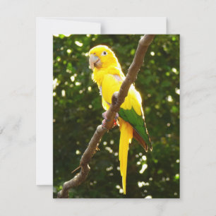 Papagaio Amarelo
