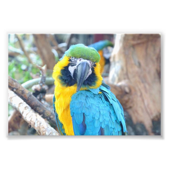 Papagaio colorido - Impressão de fotografia (Frente)