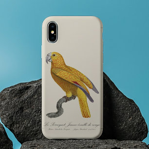 Papagaio do Paraíso de Cuba, Psittacus Paradisi