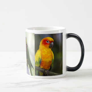Papagaio e caneca de Lorikeets