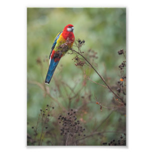 Papagaio oriental de Rosella - da" impressão foto