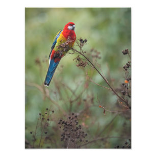 Papagaio oriental de Rosella - da" impressão foto