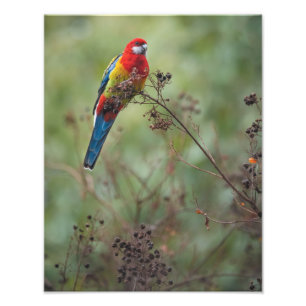 Papagaio oriental de Rosella - da" impressão foto