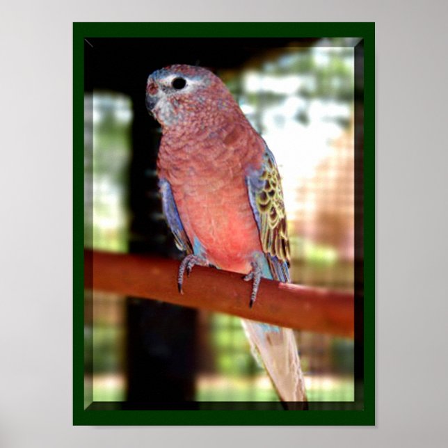 Papagaio Poster (Frente)
