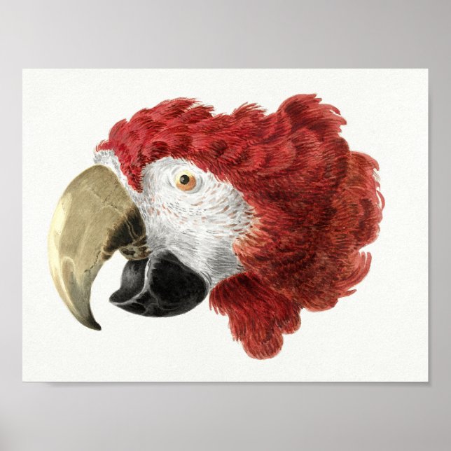 Papagaio Poster (Frente)