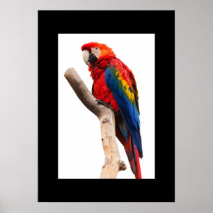 Papagaio Poster