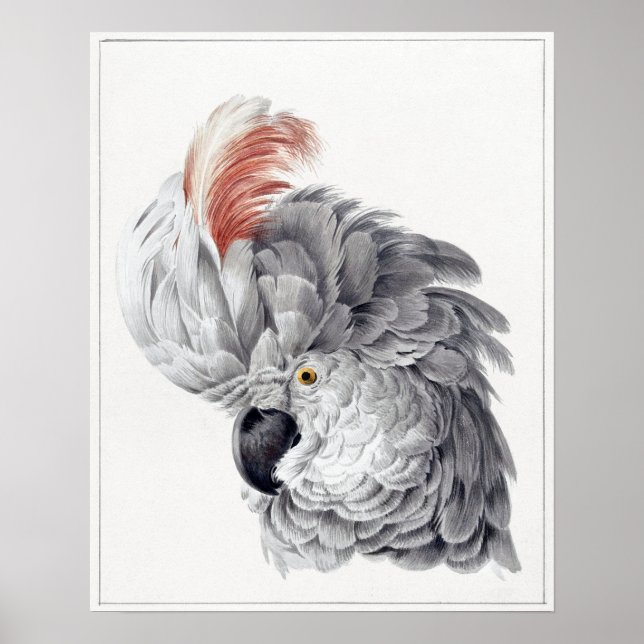 Papagaio Poster (Frente)