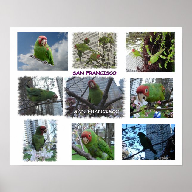 Papagaio Selvagem de S.F. Poster (Frente)