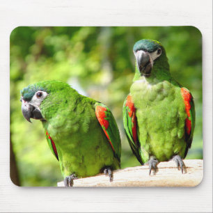 Papagaio verde Mousepad 2