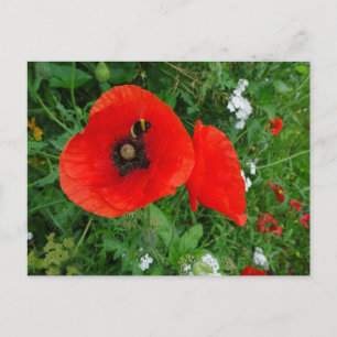 Papagaios vermelhos com cartão postal Bee DIY