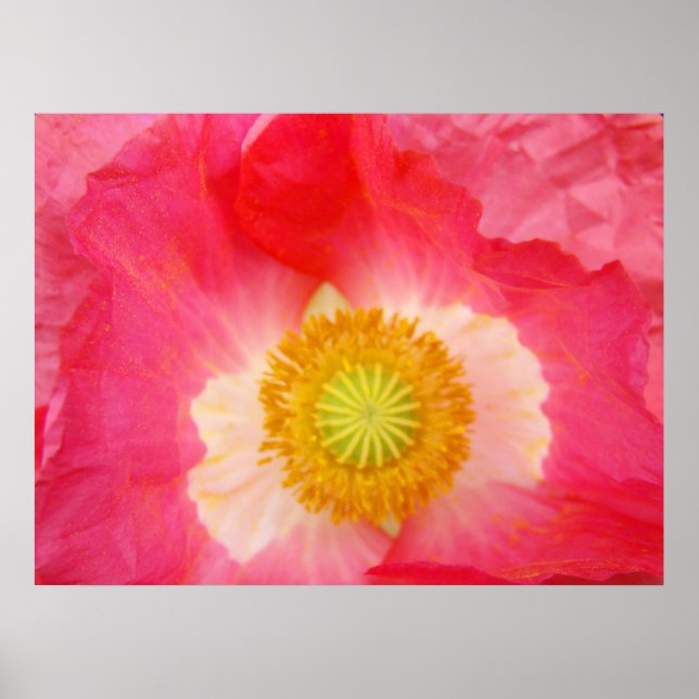 Papagaios vermelhos, impressões de arte, flores de (Frente)