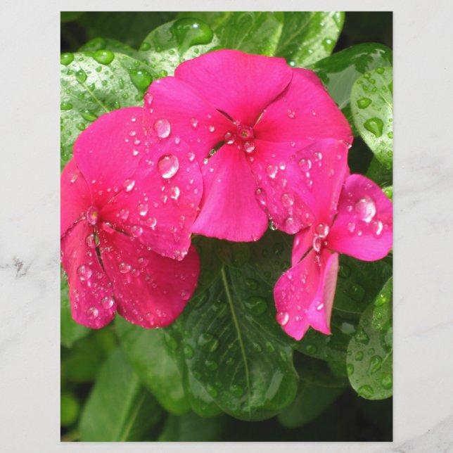 Papel bonito de borboleta cor-de-rosa (Frente)