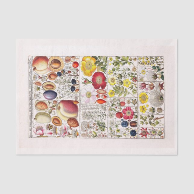 Papel de dissociação 10"x15" - Art. 203.o botânico (Frente )