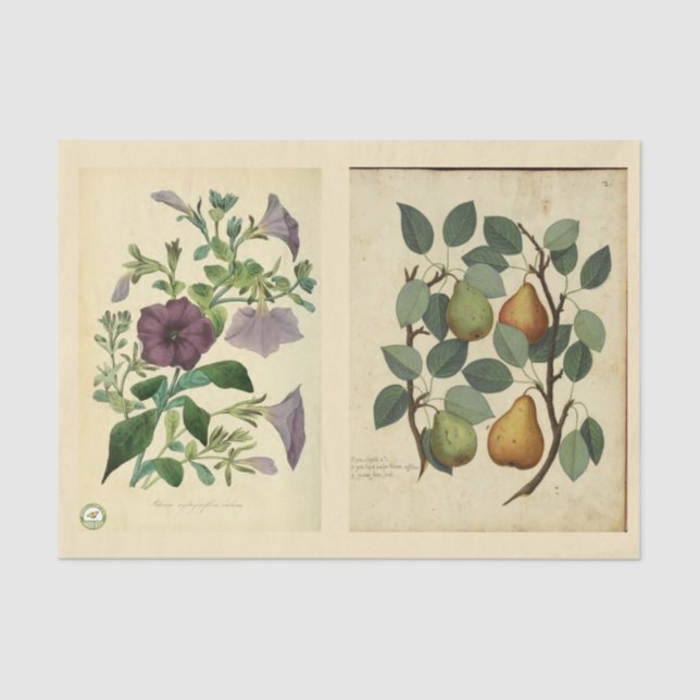 Papel de dissociação 10"x15" - Art 51.o botânico (Frente )