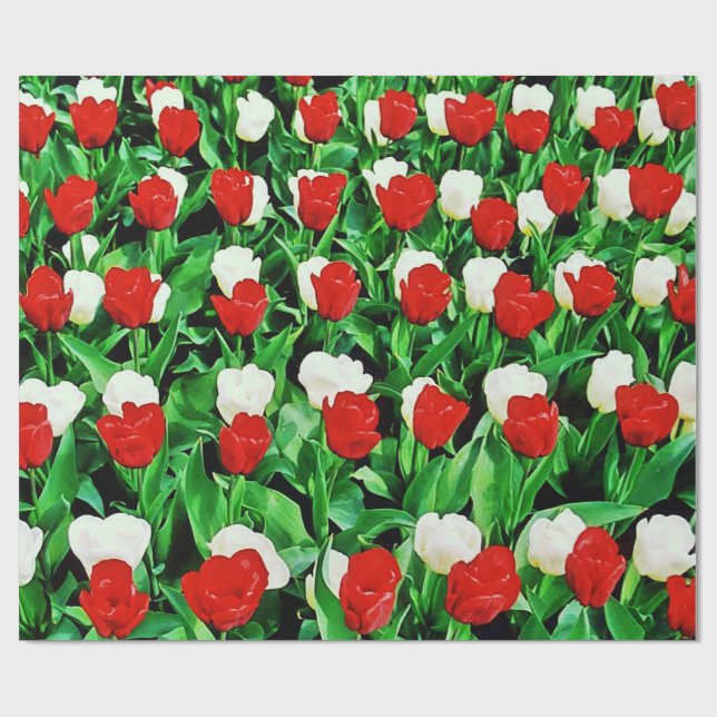 Papel de embrulho (Aberto)
