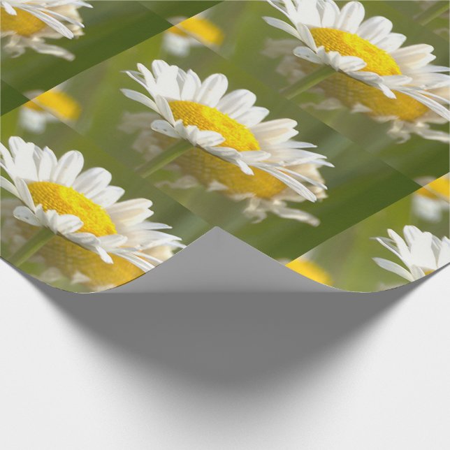 Papel de embrulho com foto de margaridas (Ponta)