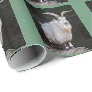 Papel de embrulho de cabra pigmea africana